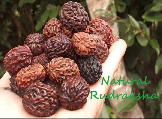 Rudraksh Beads (रुद्राक्ष के मनके)